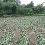 Kondisi lahan jagung di Rade Madapangga rusak akibat diterjang banjir