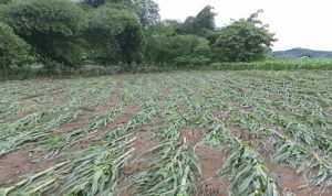 Kondisi lahan jagung di Rade Madapangga rusak akibat diterjang banjir Kondisi lahan jagung di Rade Madapangga rusak akibat diterjang banjir
