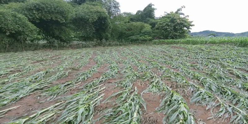 Kondisi lahan jagung di Rade Madapangga rusak akibat diterjang banjir Kondisi lahan jagung di Rade Madapangga rusak akibat diterjang banjir