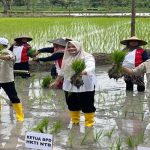 Bupati Bima saat ikut tanam raya di Loteng
