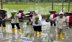 Bupati Bima saat ikut tanam raya di Loteng Bupati Bima saat ikut tanam raya di Loteng