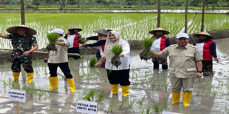 Bupati Bima saat ikut tanam raya di Loteng Bupati Bima saat ikut tanam raya di Loteng
